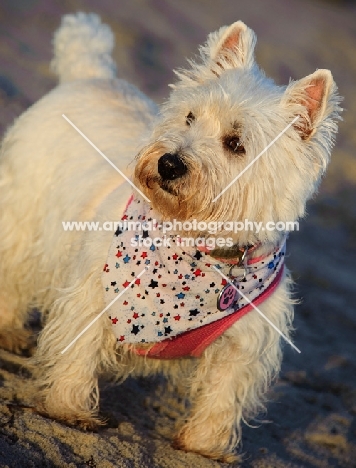 West Highland White Terrier wearing scarf