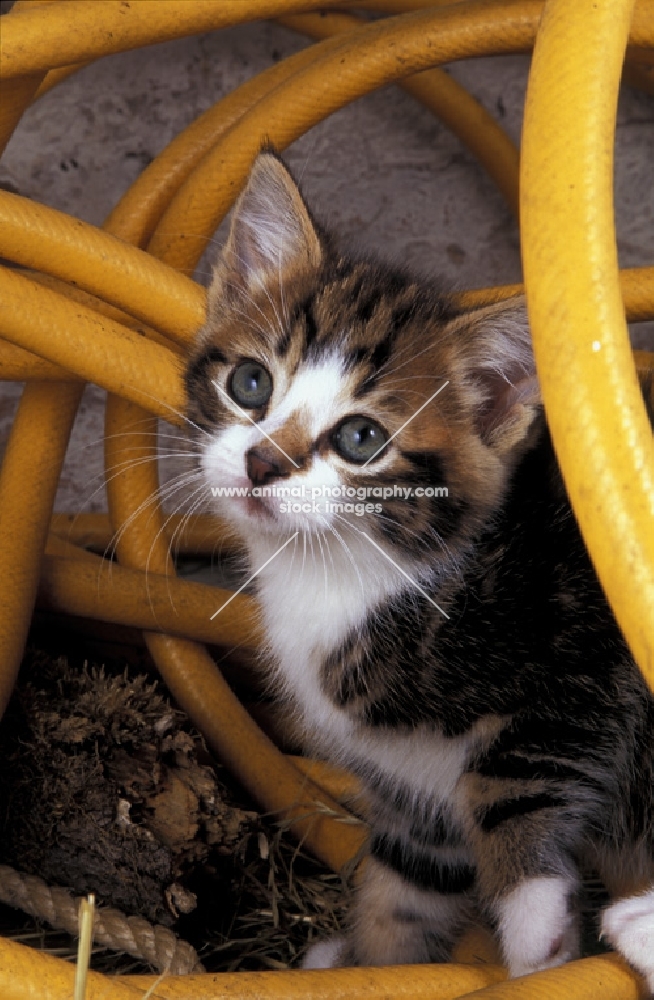 tabby and white kitten amongst tubes