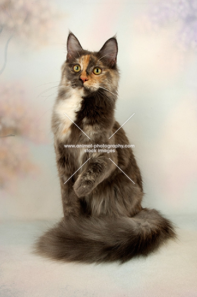 blue cream maine coon cat, one leg up