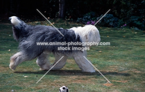 galumphing tails i win for tailormade (ahab), undocked old english sheepdog at a fast trot  on grass