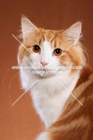 Norwegian Forest cat, head study