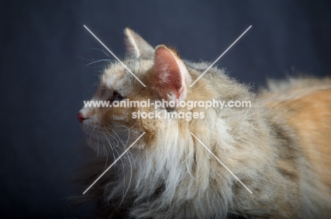 Profile shot of champion Kronangens Lucia looking towards camera, studio shot with black background