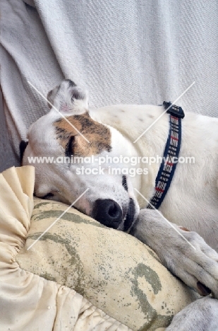 greyhound, ex racer, all photographer's profit from this image go to greyhound charities and rescue organisations