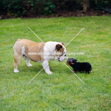 young bulldog meeting yorkie pup