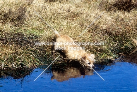 norfolk terrier drinking at pool on isle of arran