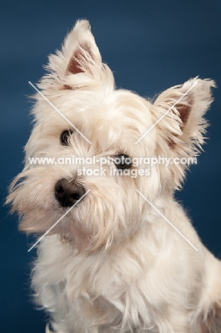 West Highland White Terrier in studio, looking at camera