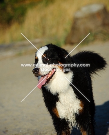 Bernese Mountain Dog near beach