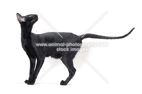 black Oriental Shorthair, looking up