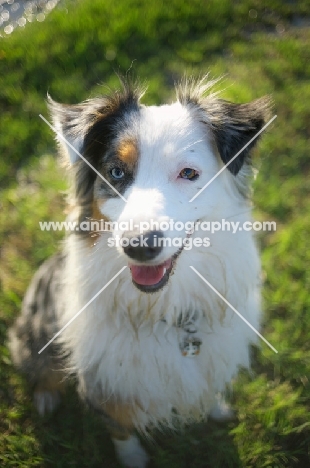 happy blue merle australian shepherd smiling