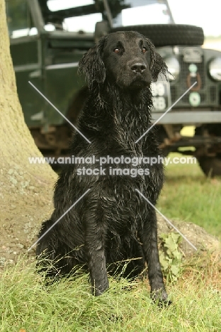 Flatcoated Retriever, near jeep