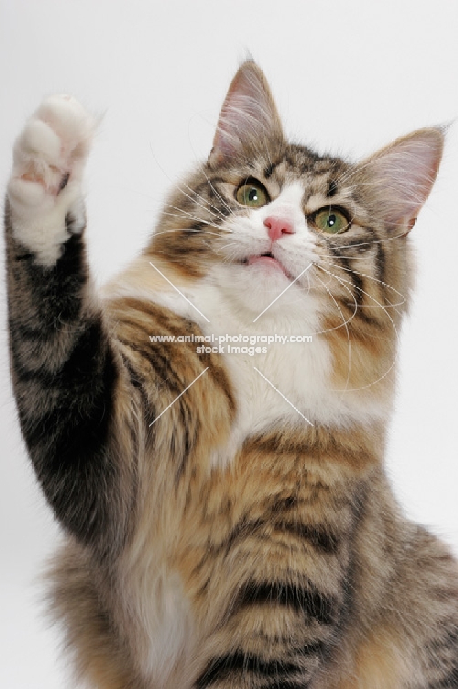 Norwegian Forest one leg up, Brown Mackerel Tabby & White