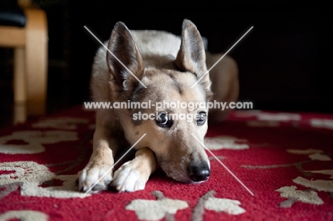 shepherd mix lying with head down on paws