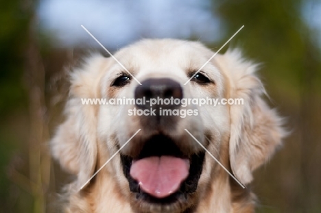 Golden Retriever outdoors, portrait