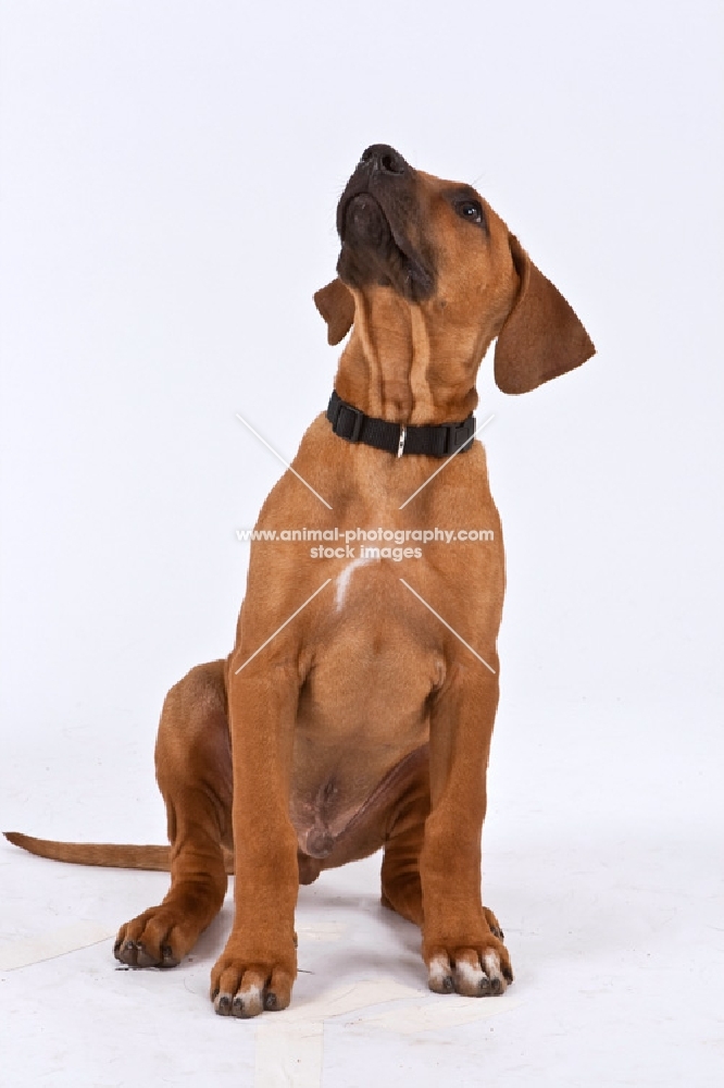 Cute Rhodesian Ridgeback sitting on white background