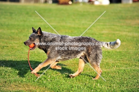 Australian Cattle Dog retrieving ball