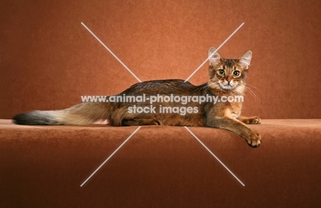 Somali cat