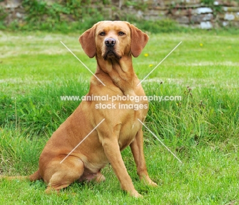 Labrador Retriever sitting on grass