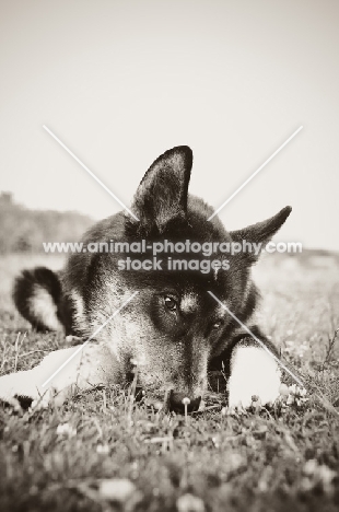 Husky Crossbred dog in black and white