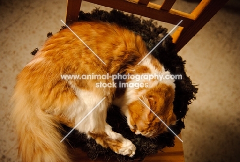 Scottish Fold cat curled up on chair. 