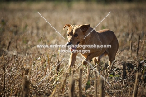 yellow labrador retriever running in a corn field