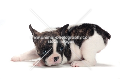 brindle and white Boston Terrier puppy, ducking