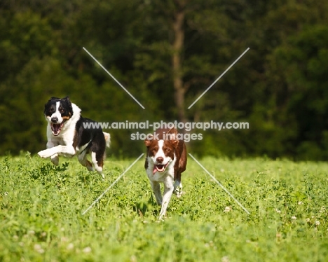 two Border Collies running