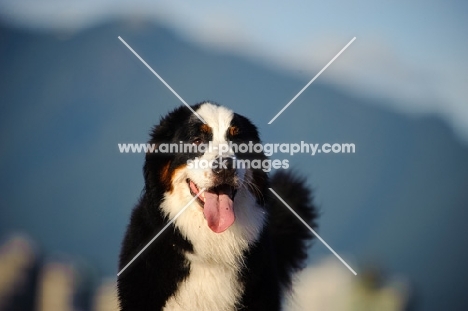 young Bernese Mountain Dog