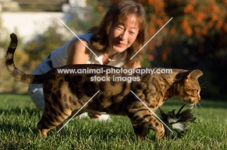 Bengal cat near owner