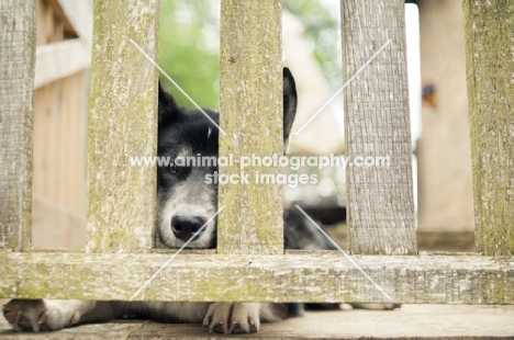 Husky Crossbreed waiting behind fence