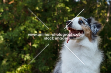 blue merle Australian Shepherd dog near greenery