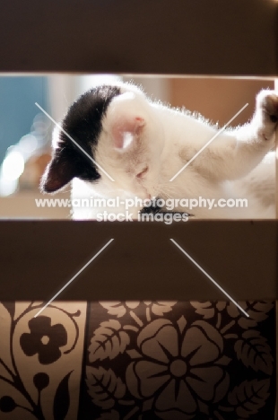 bi-coloured cat on chair