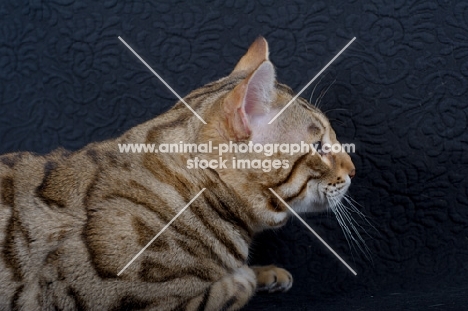 Bengal male cat on black background, studio shot