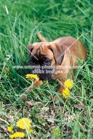 Boxer puppy smelling flower