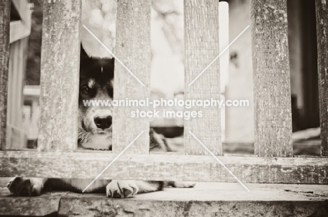 Husky Crossbreed waiting behind fence