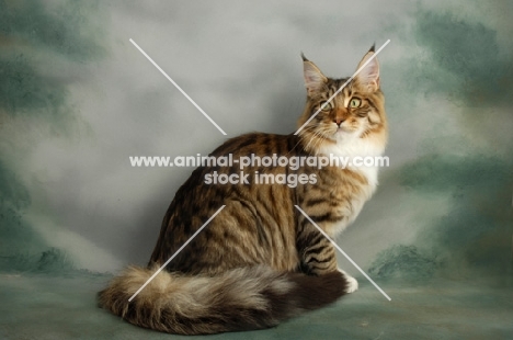 brown tabby maine coon sitting on grey background