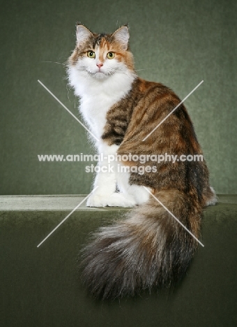 Norwegian Forest Cat sitting on sage background