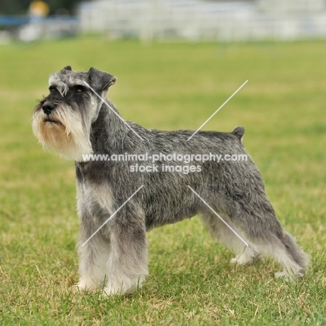 champion Miniature Schnauzer