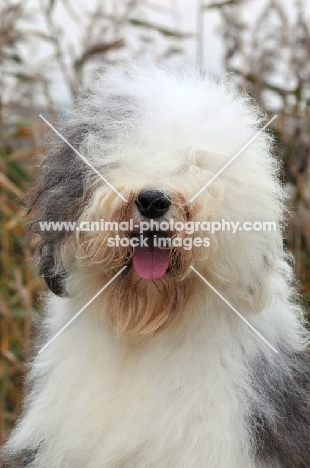 Old English Sheepdog portrait