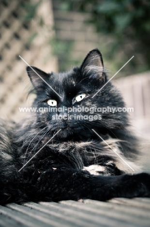 cat lying on decking