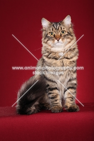 Siberian cat, sitting down