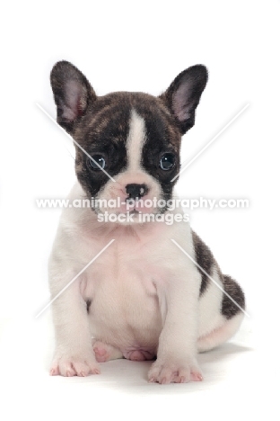 brindle and white Boston Terrier puppy sitting down