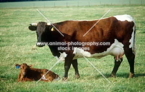  gloucester cow and calf at cotswold farm park