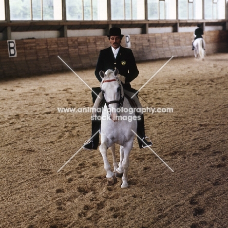 lipizzaner stallions in display at lipica