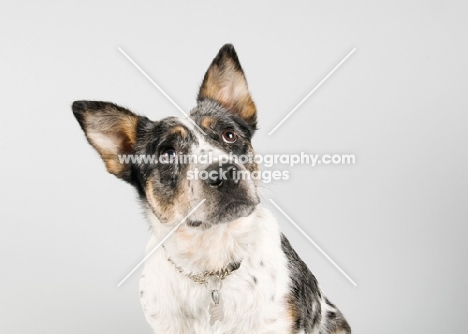 Portrait of an Australian Cattle dog mix in studio.