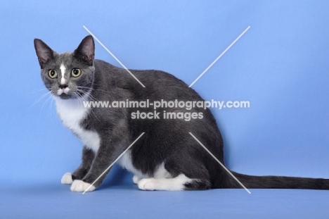 blue and white cat sitting