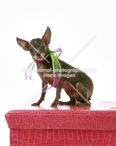 Chihuahua standing on red box