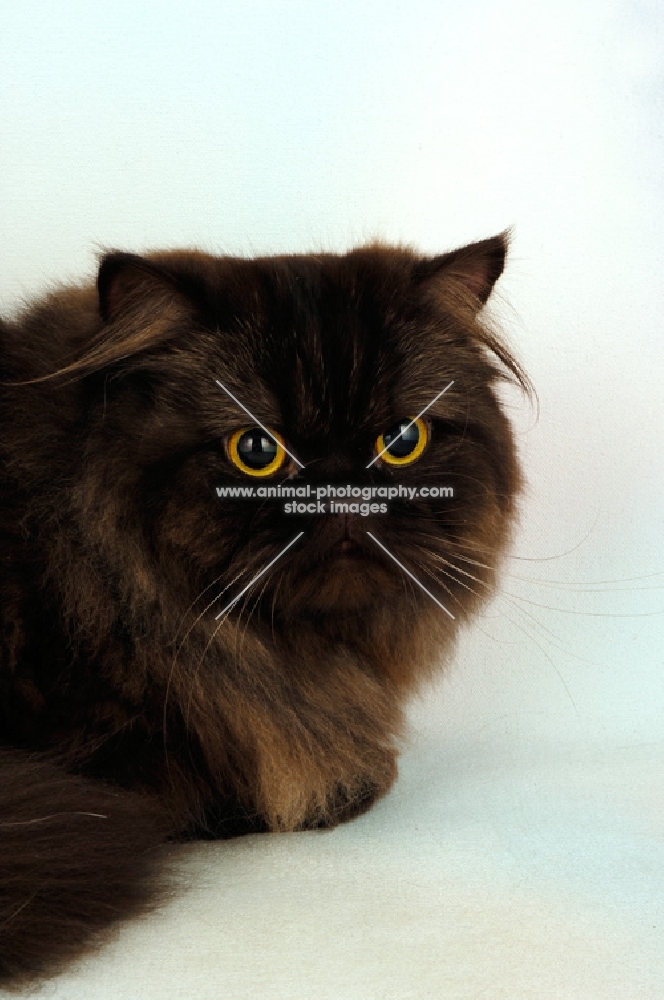 chocolate persian cat