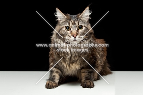 Maine Coon cat, looking into camera