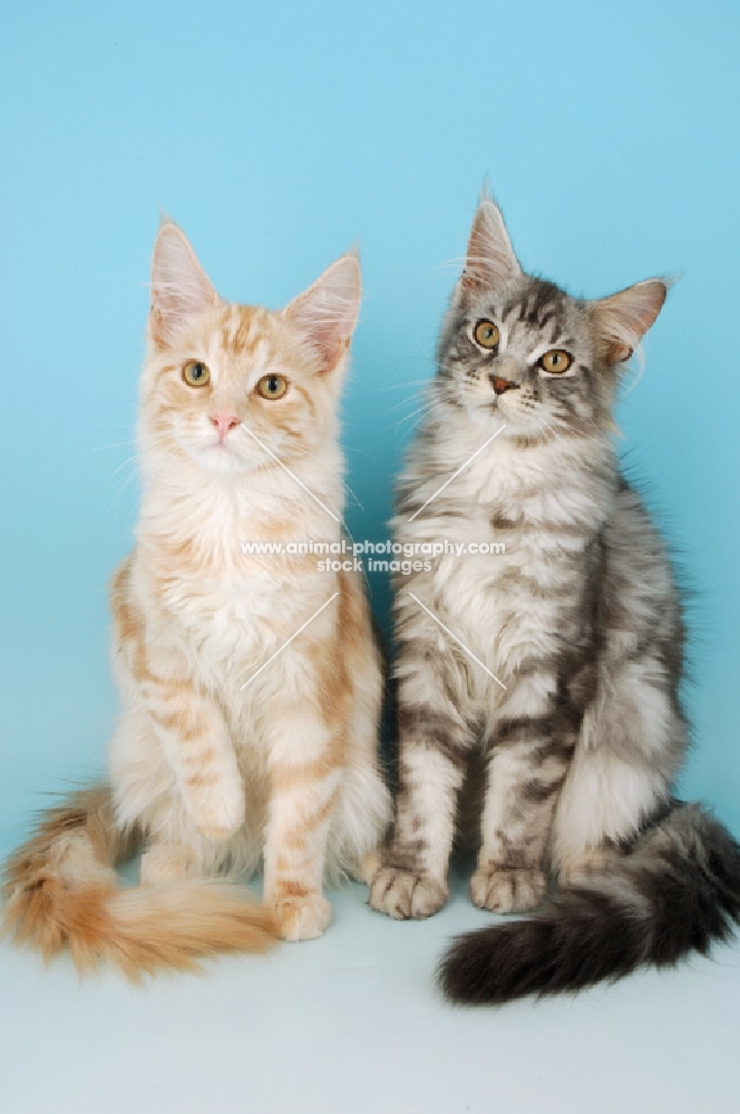 two maine coon cats sitting together, cream silver tabby and silver tabby