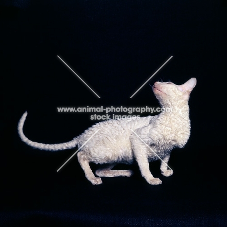 cornish rex cat crouching looking up